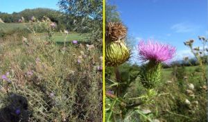 Cirsium vulgare.JPG